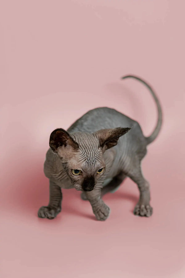 Adorable Magic Sphynx Kitten with wrinkled skin and big ears, the perfect social pet!