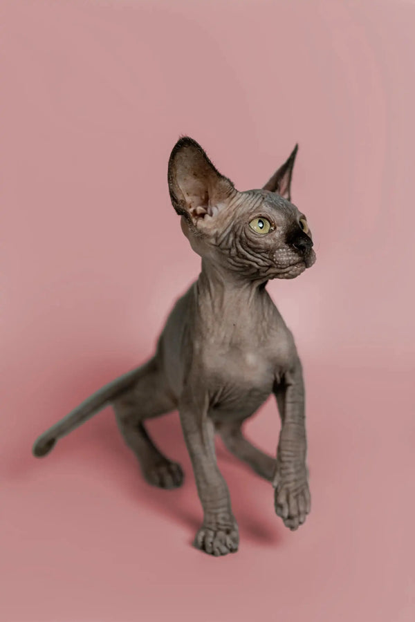 Adorable hairless Sphynx kitten with wrinkled gray skin and big ears, your magic social pet!