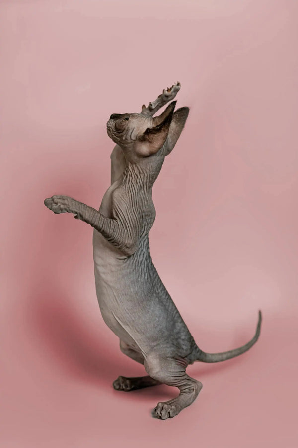 Sphynx kitten on hind legs with paws up, showcasing the magic of this social pet
