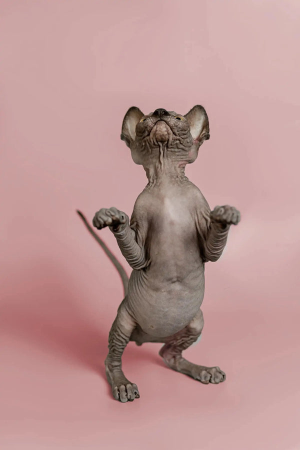 Hairless Sphynx kitten standing upright, showcasing its playful magic as a social pet