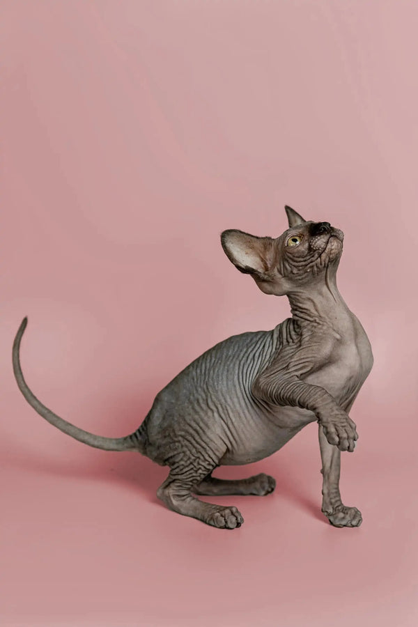 Adorable Hairless Sphynx Kitten with wrinkled skin, part of the Magic Sphynx collection