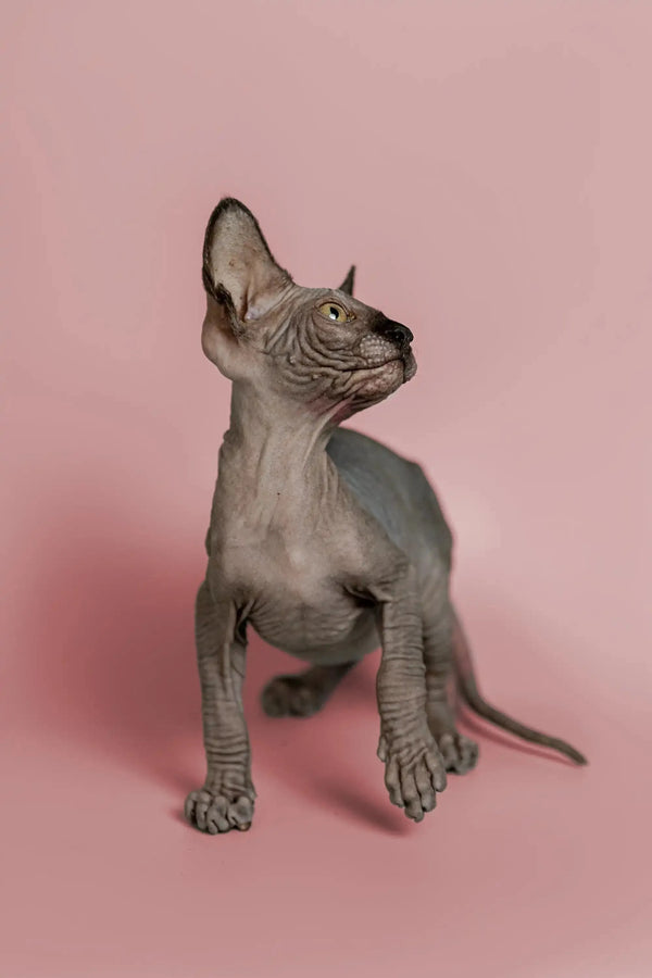 Adorable Hairless Sphynx Kitten with a cute head tilt for Magic Sphynx lovers