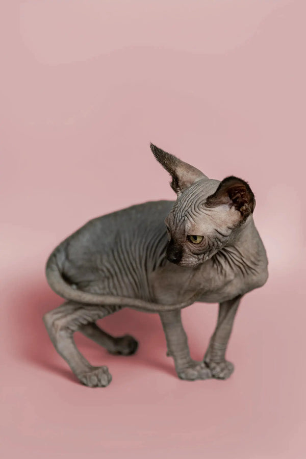 Cute Hairless Sphynx kitten on a pink surface, perfect social pet for your home