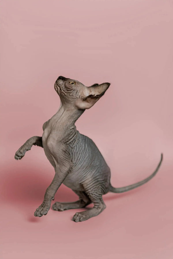 Cute Sphynx kitten standing on hind legs, showcasing the magic of this social pet