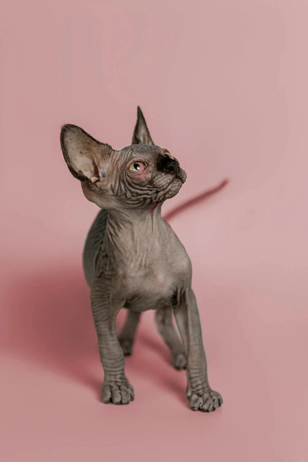 Adorable Magic Sphynx Kitten with wrinkled gray skin and big ears, perfect social pet