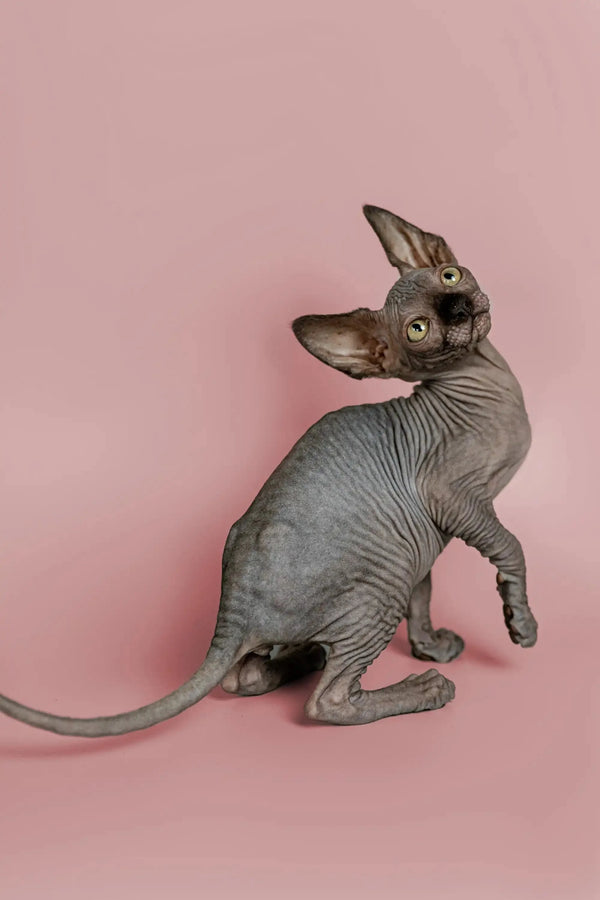 Hairless Sphynx kitten with wrinkled gray skin and big ears, perfect social pet Magic Sphynx Kitten