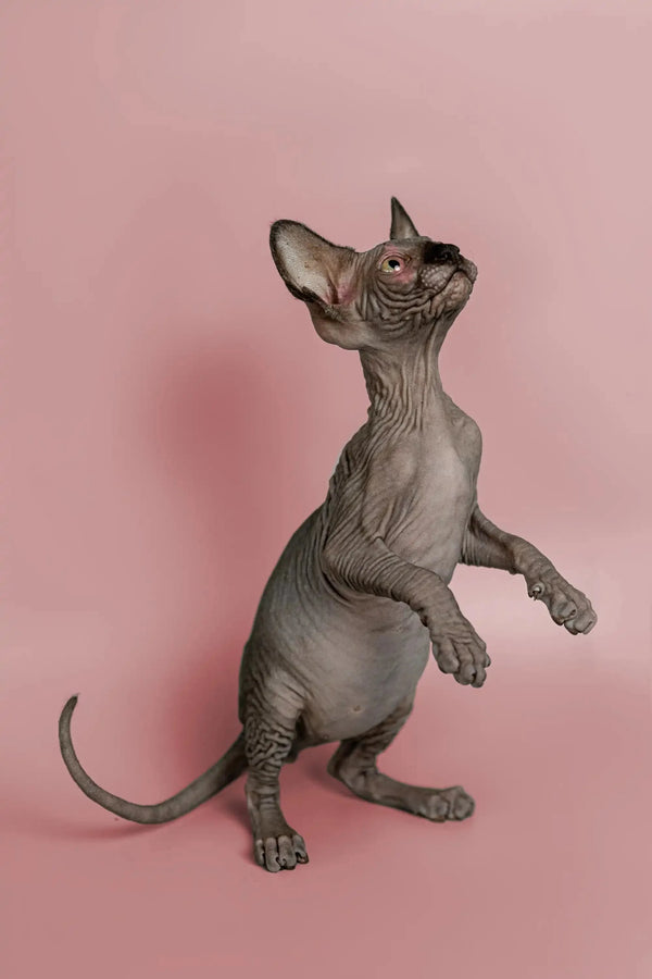 Playful Hairless Sphynx Kitten showing off its cute pose for Magic Sphynx Kitten