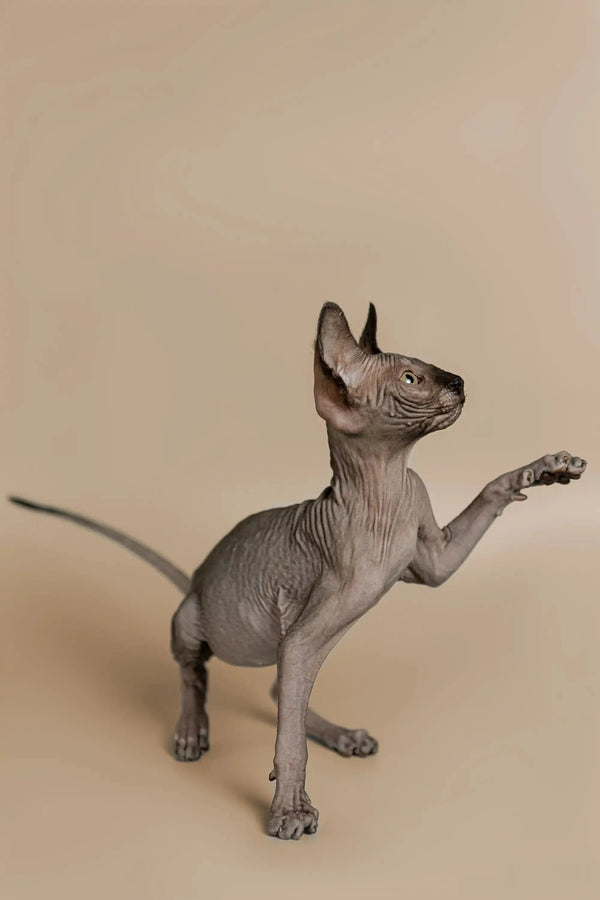 Playful Magic Sphynx Kitten figurine with wrinkled skin and pointed ears