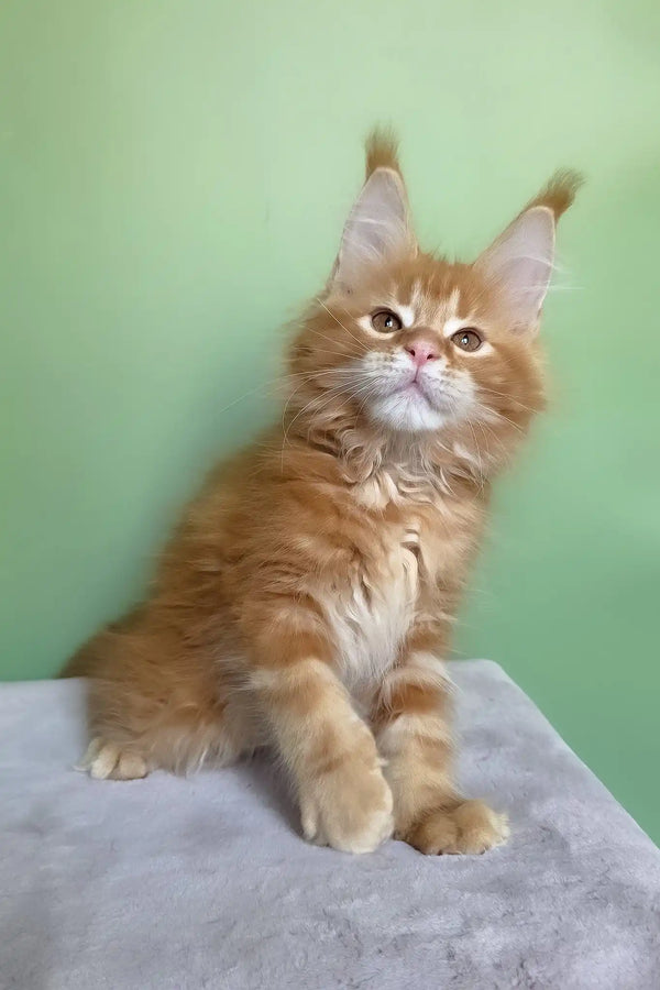 Magnat | maine coon kitten