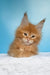 Magnat | maine coon kitten