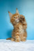 Magnat | maine coon kitten