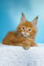 Magnat | maine coon kitten