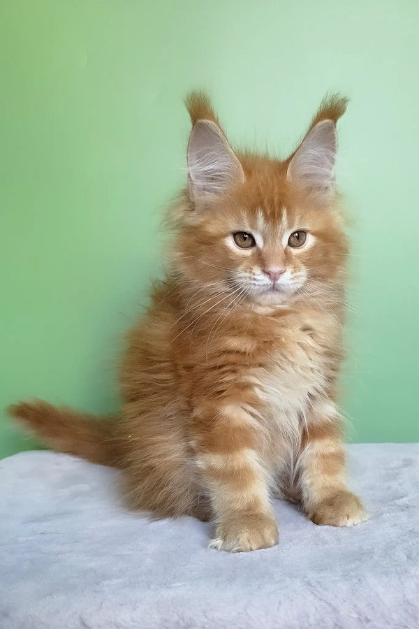 Magnat | maine coon kitten