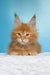 Magnat | maine coon kitten