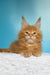 Magnat | maine coon kitten