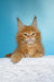 Magnat | maine coon kitten