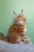 Magnat | maine coon kitten