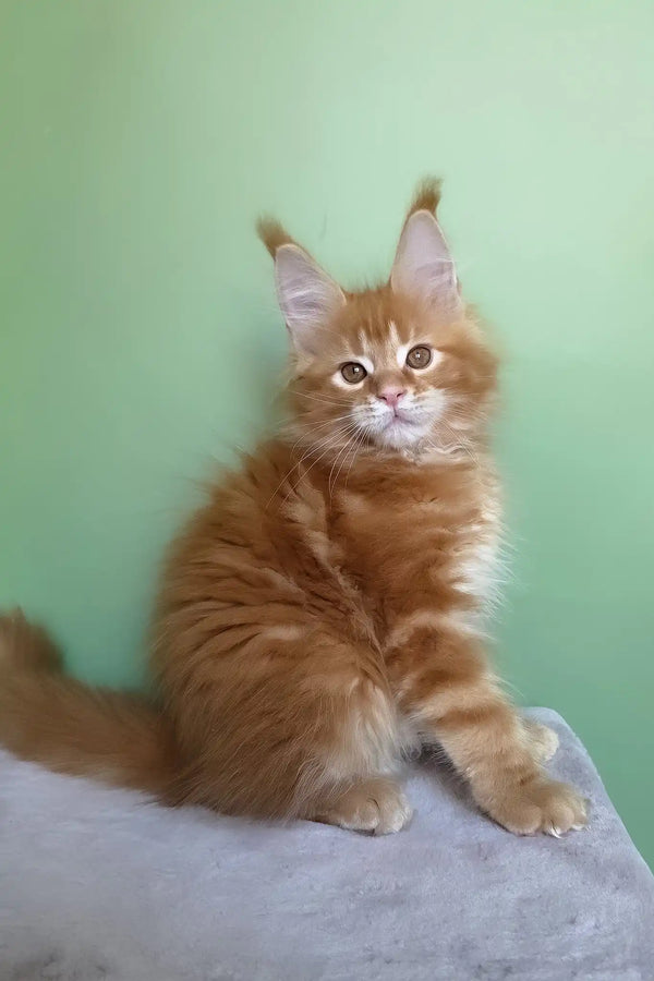 Magnat | maine coon kitten