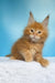 Magnat | maine coon kitten
