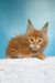 Magnat | maine coon kitten