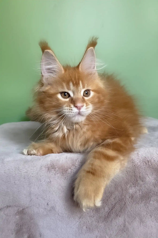 Magnat | maine coon kitten