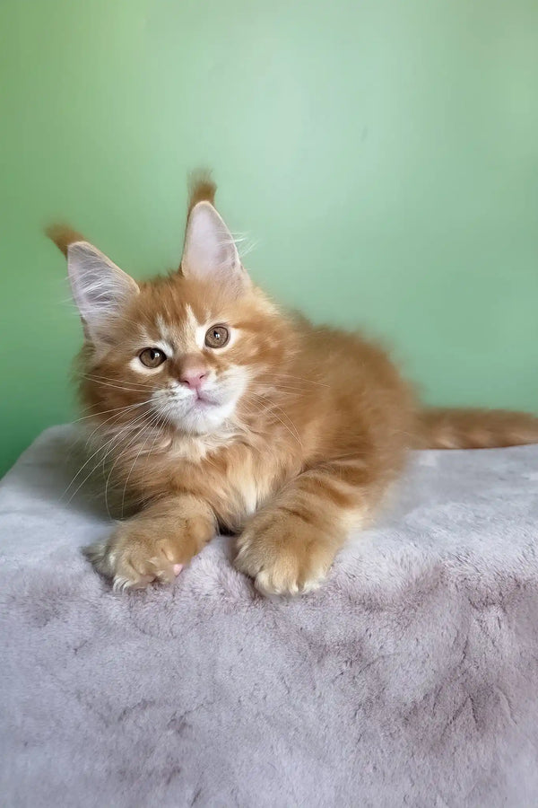 Magnat | maine coon kitten