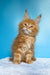 Magnat | maine coon kitten