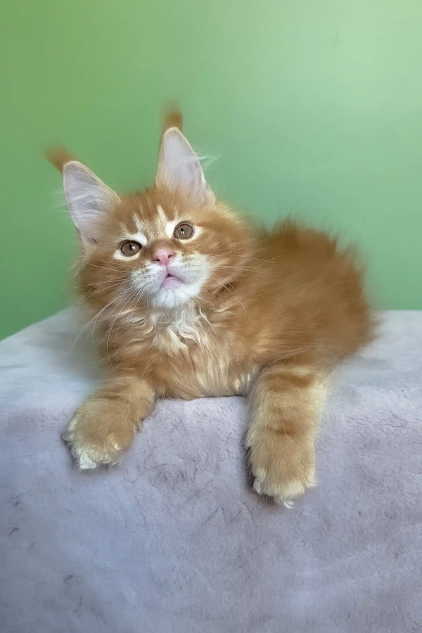 Magnat | maine coon kitten