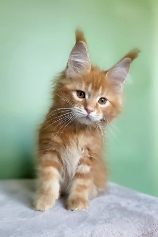 Magnat | maine coon kitten