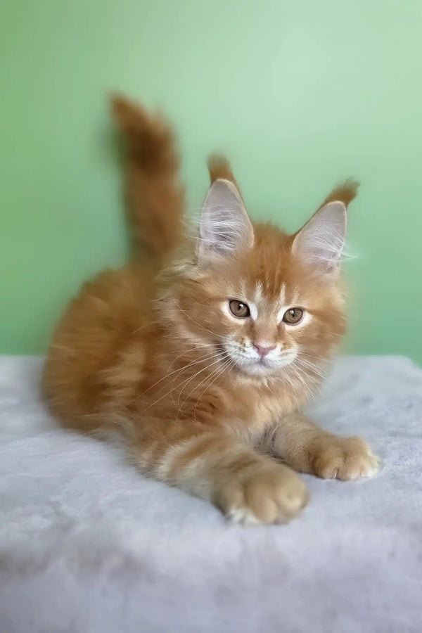 Magnat | maine coon kitten