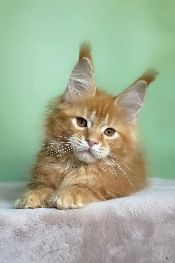 Magnat | maine coon kitten