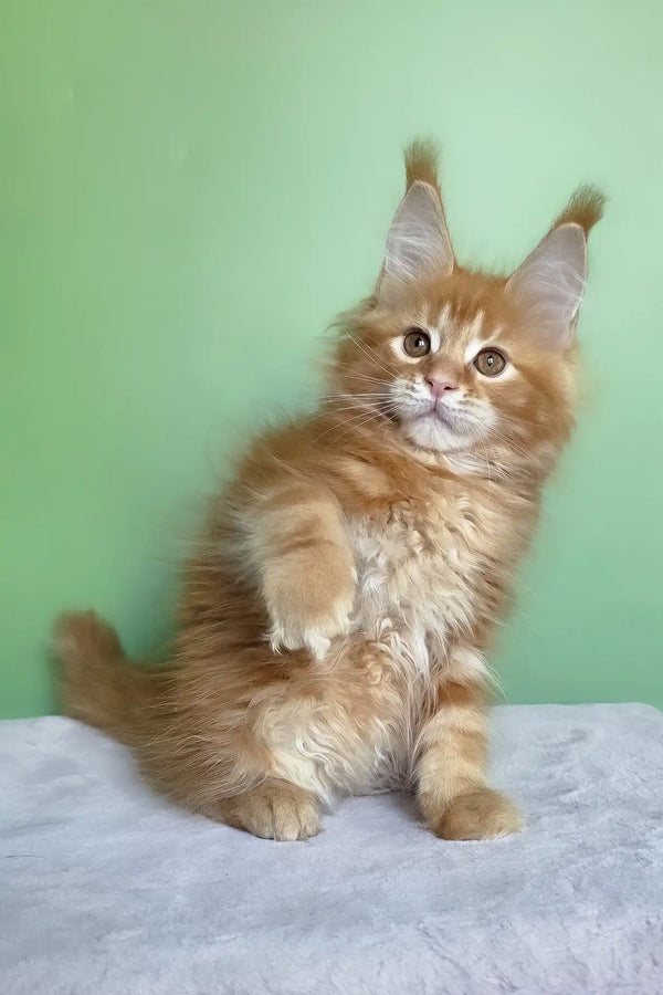 Magnat | maine coon kitten