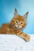 Magnat | maine coon kitten