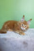 Magnat | maine coon kitten
