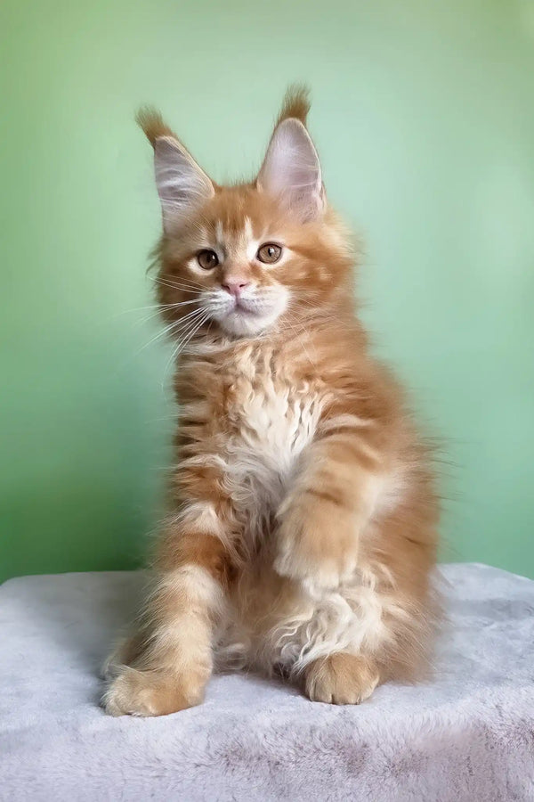 Magnat | maine coon kitten