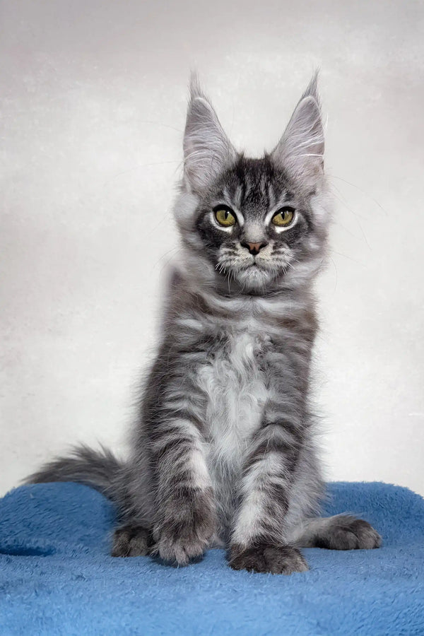 Gray tabby Maine Coon kitten in the Magnum Maine Coon Kitten product display