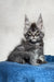 Cute Gray Tabby Kitten with Pointed Ears from the Magnum Maine Coon Kitten collection