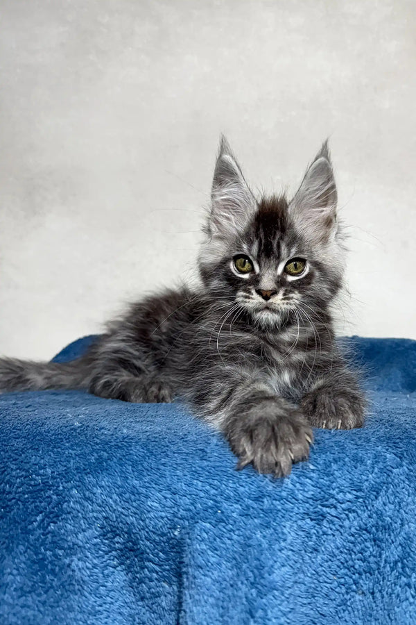 Gray tabby Maine Coon kitten from Magnum Maine Coon Kitten collection