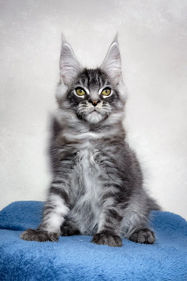 Gray tabby Maine Coon cat featured in the Magnum Maine Coon Kitten product
