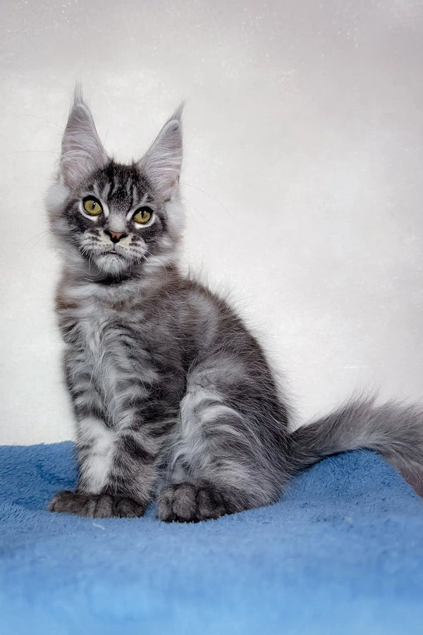 Adorable Gray Tabby Maine Coon Kitten in the Magnum product line
