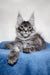 Gray tabby Maine Coon kitten in the Magnum product showcasing its adorable features