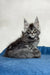 Gray tabby kitten in Magnum Maine Coon Kitten product, cute and playful look