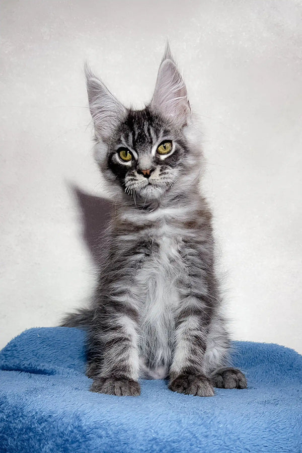 Gray tabby Maine Coon kitten from the Magnum Maine Coon Kitten collection