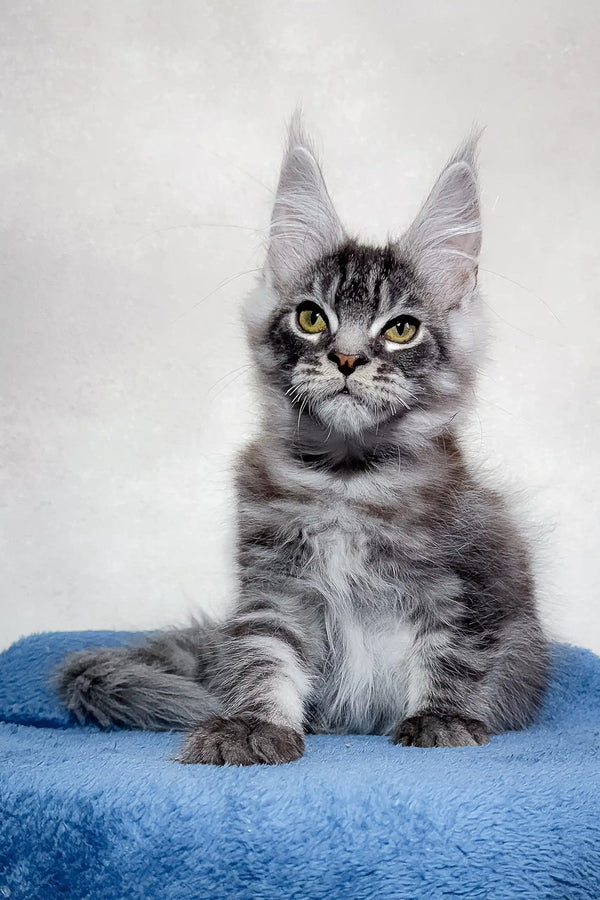 Gray tabby cat waving, perfect for showcasing Magnum | Maine Coon Kitten product