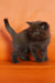 Magnus | british shorthair kitten