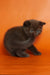 Magnus | british shorthair kitten