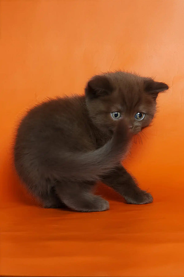 Magnus | british shorthair kitten
