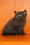 Magnus | British Shorthair Kitten