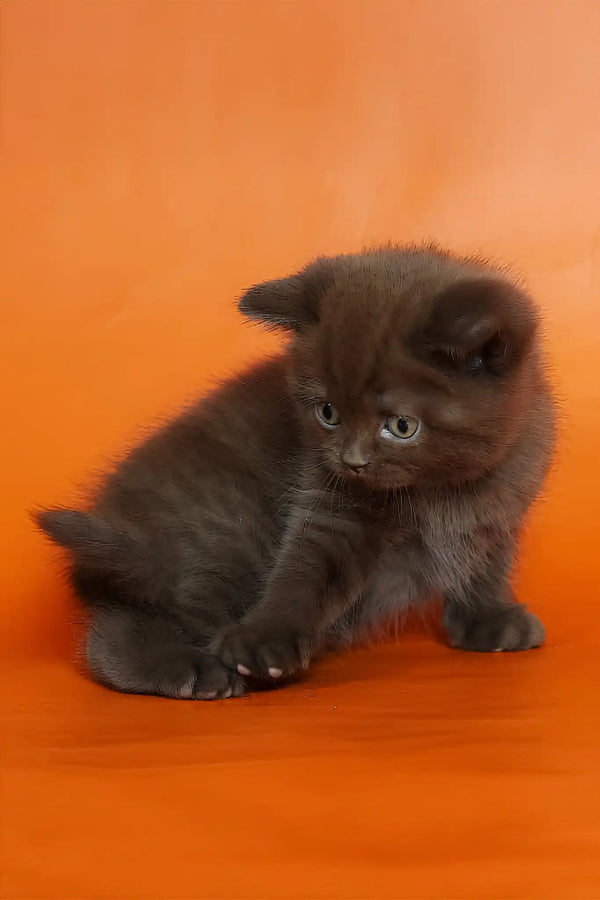Magnus | british shorthair kitten