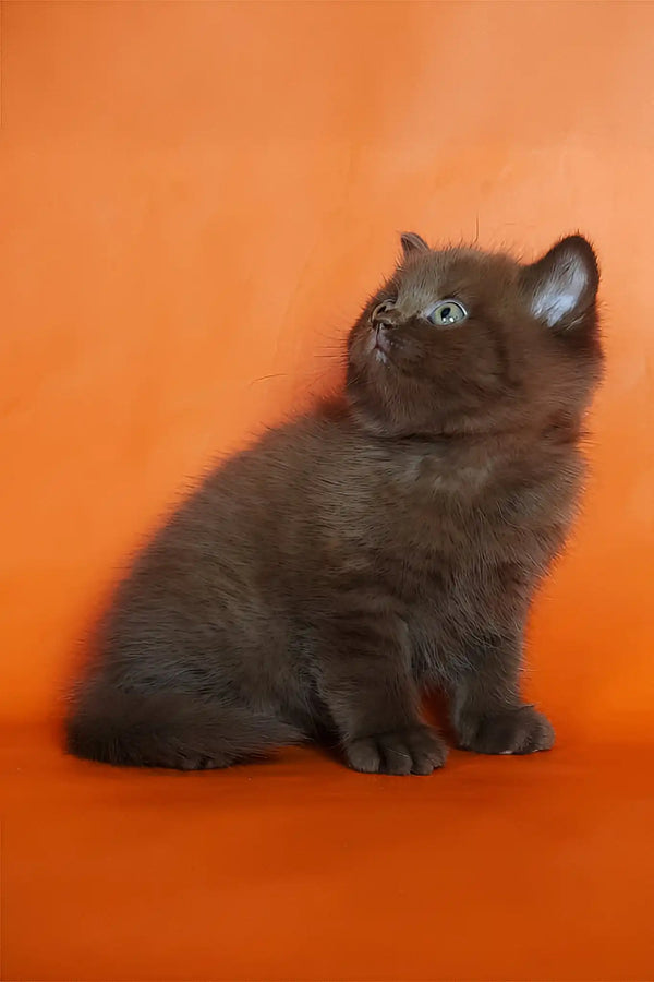 Magnus | british shorthair kitten